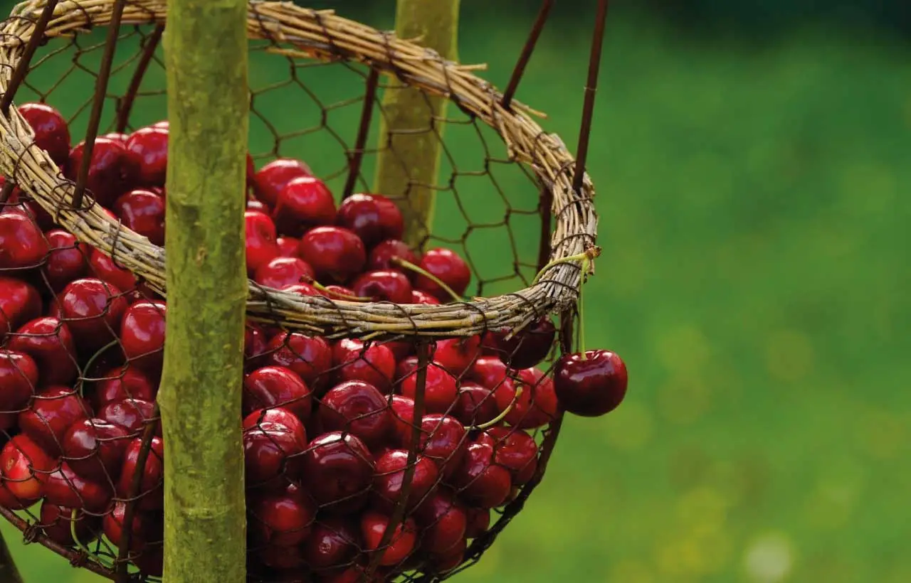 Come coltivare ciliegi in giardino