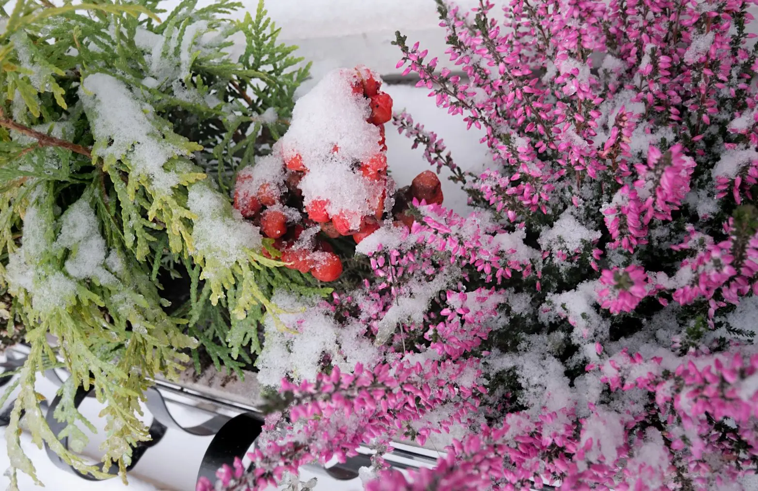 Piante che fioriscono anche in inverno